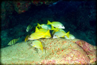 Sealife and Dive Photos