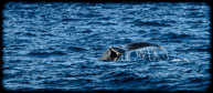 Sealife and Dive Photos