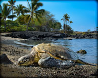 Misc Hawaii Images